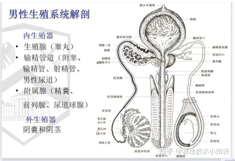 男性生殖